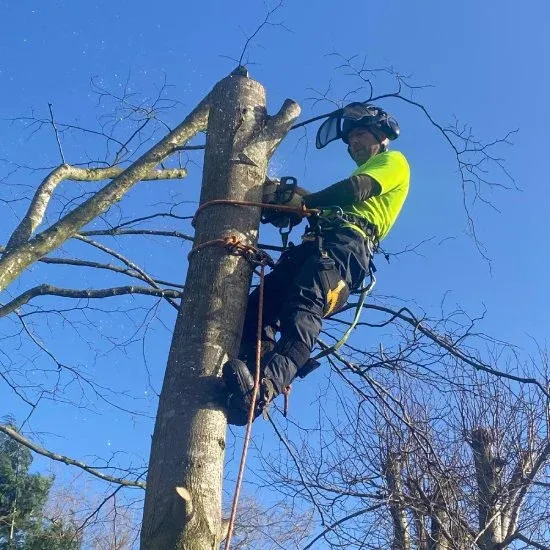 Tree surgeon at work